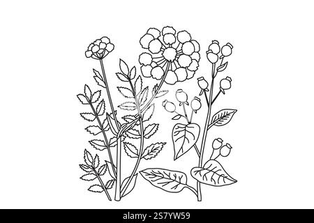 Medizinische botanische Pflanzen und Blumen isoliert auf weißem Hintergrund. Linie Kunst Wildblumen Blumenstrauß Vektor Illustration. Grafikdesign für Print Brand We Stock Vektor