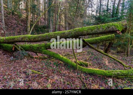 Moos bedeckt zwei große umgestürzte Bäume, die auf einem Waldboden liegen, der mit Blättern bedeckt ist. Das Sonnenlicht zieht durch die Bäume und beleuchtet den friedlichen Herbst Stockfoto