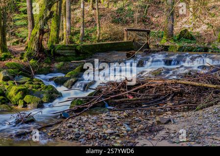 Wasser fließt über Felsen in einem ruhigen Waldbach, umgeben von lebendigem Grün und abgefallenen Ästen Stockfoto