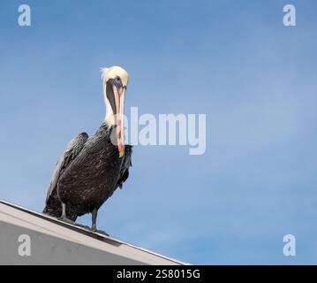 Nahaufnahme eines braunen Pelikans auf einem Pier in Miami Florida Stockfoto