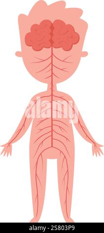 Medizinische Illustration, die das menschliche Nervensystem mit Gehirn und Nerven im ganzen Körper zeigt, bietet Lehrmittel für Biologie und Anatomie Stock Vektor
