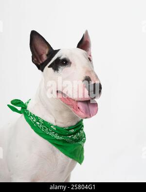 Ein Bullterrier sitzt drinnen und trägt ein grünes Bandana um den Hals. Der Hund ist ruhig, mit einem entspannten Ausdruck, vor weißem Hintergrund. Stockfoto