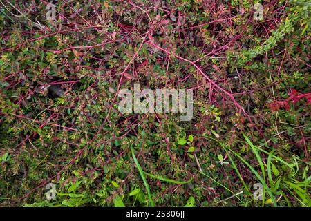 Euphorbia maculata, auch als Fleckenspurge, Milchspurge, Prostataspurge oder Fleckensandmatte bezeichnet. Stockfoto