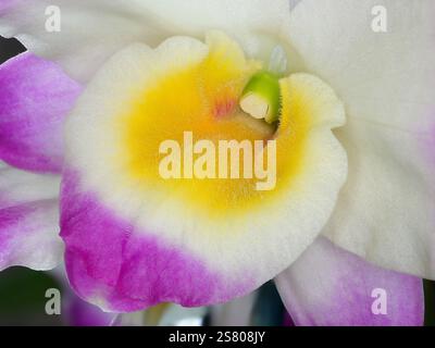 Makro, Nahaufnahme einer Orchidee dendrobium Blume, insbesondere der rosa, grünen, gelben und weißen Lippe, Säule und Anther. Stockfoto