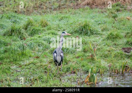 Ausgewachsener Graureiher (Ardea cinerea) auf der Suche nach Nahrung im Feuchtgebiet Cardiff Wales, Großbritannien. Januar 2025 Stockfoto