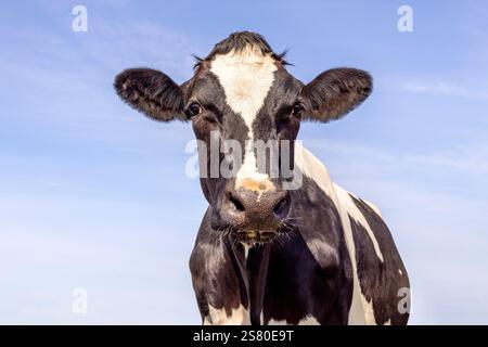 Milchkuh, schwarz-weiß aussehend freundlich, Holsteinvieh, Vorderansicht und blauer Himmel Stockfoto