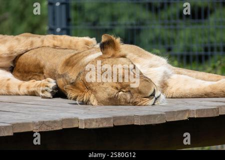 Ruhiger Moment: Löwe schläft in seinem Gehege Stockfoto