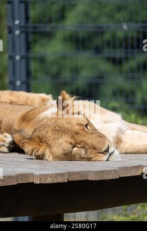 Ruhiger Moment: Löwe schläft in seinem Gehege Stockfoto