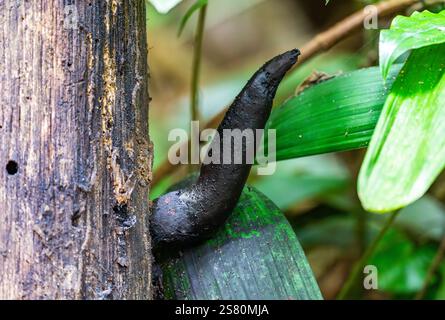 Ein Fingers-Pilz eines toten Mannes (Xylaria polymorpha), der aus einem toten Baum im Wald wächst. Guatemala, Zentralamerika. Stockfoto