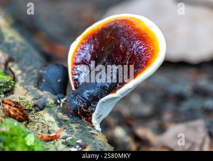 Ein bunter Bracket-Pilz (Familie Polyporaceae), der auf einem toten Baum im Wald wächst. Guatemala, Zentralamerika. Stockfoto