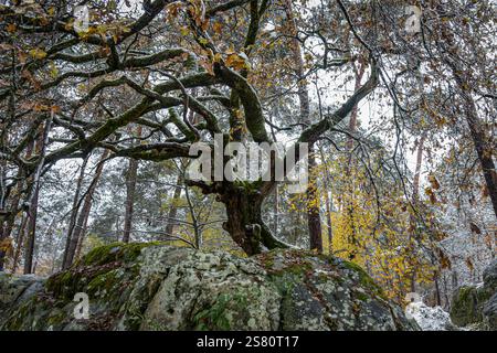 Blick auf einen Eichenbonsai unter dem Schnee im Winter in Frankreich Stockfoto