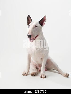 Ein Bullterrier sitzt drinnen vor weißem Hintergrund. Der Hund ist ruhig mit aufmerksamen Ohren, was einen ruhigen Moment in der Halle schafft. Stockfoto