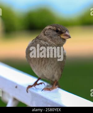 Nahaufnahme eines gemeinsamen weiblichen Hausspatzes (Passer domesticus), der auf Geländern thront Stockfoto
