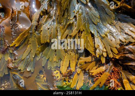 Seetang wächst in den klaren Gewässern der Worbarrow Bay in Purbeck, Dorset, England, Großbritannien Stockfoto
