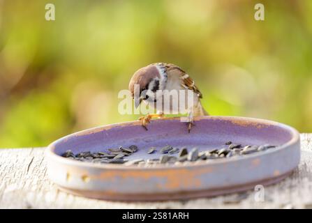 Ein kleiner Vogel, der sich auf einem Futterhäuschen mit Sonnenblumensamen ernährt. Sparrow. Passant montanus Stockfoto