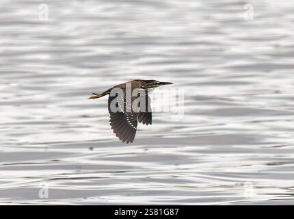 Streifenreiher, Mangrovenreiher, Mangrovenreiher, Héron strié, Butorides striata atricapilla, Mangrovegém, Lulongo, Entebbe, Uganda, Ostafrika Stockfoto