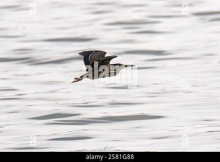 Streifenreiher, Mangrovenreiher, Mangrovenreiher, Héron strié, Butorides striata atricapilla, Mangrovegém, Lulongo, Entebbe, Uganda, Ostafrika Stockfoto