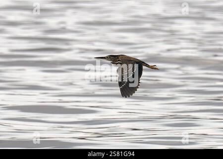 Streifenreiher, Mangrovenreiher, Mangrovenreiher, Héron strié, Butorides striata atricapilla, Mangrovegém, Lulongo, Entebbe, Uganda, Ostafrika Stockfoto