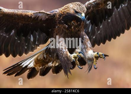 Europäischer Goldadler (Aquila chrysaetos chrysaetos chrysaetos), der während der Landung in Moor-/Heideflächen mit offenen Flügeln riesige Krallen/Krallen zeigt Stockfoto