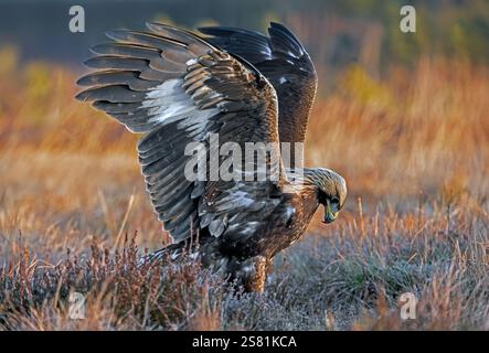 Europäischer Goldadler (Aquila chrysaetos chrysaetos chrysaetos) Junglandung im Moor/Heide mit offenen Flügeln Stockfoto