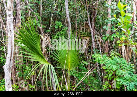 Blick auf den Everglades-Nationalpark Januar 2025 Stockfoto