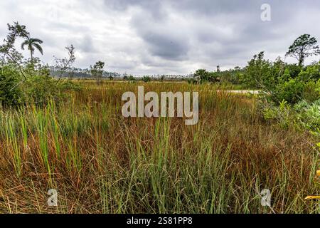 Blick auf den Everglades-Nationalpark Januar 2025 Stockfoto