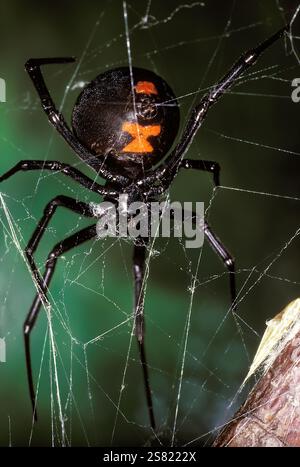 Schwarze Witwenspinne (Latrodectus mactans), eine giftige Arachnide, die an ihrem glänzenden schwarzen Körper und ihrer markanten roten Sanduhr-Markierung erkannt wird. Stockfoto