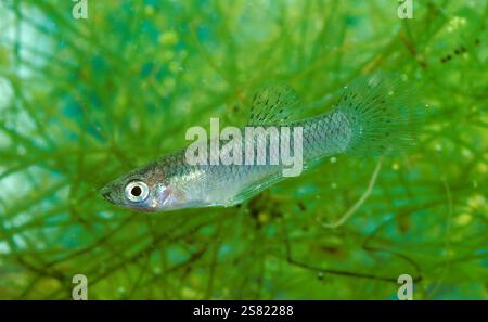 Mosquitofish (Gambusia affinis), ein kleiner Süßwasserfisch, der für seine Rolle bei der Bekämpfung von Mücken und der Anpassung an verschiedene aquatische Umgebungen bekannt ist. Stockfoto