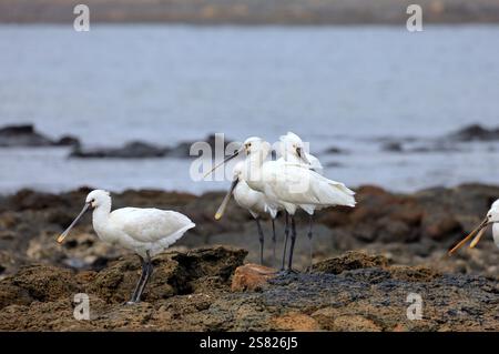 Eine Gruppe von ausgewachsenen Löffeln, Platalea leucorodia in El Cotillo, Fuerteventura, Kanarischen Inseln, aufgenommen im Dezember 2024. Stockfoto