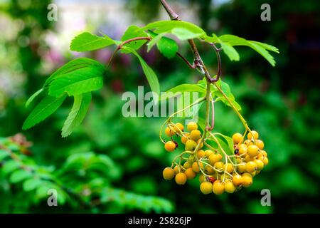 Rowan Beeren auf einer Berg Esche im Herbst Stockfoto