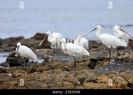 Eine Gruppe von ausgewachsenen Löffeln, Platalea leucorodia in El Cotillo, Fuerteventura, Kanarischen Inseln, aufgenommen im Dezember 2024. Stockfoto