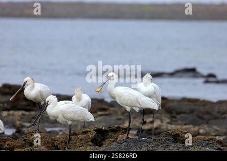 Eine Gruppe von ausgewachsenen Löffeln, Platalea leucorodia in El Cotillo, Fuerteventura, Kanarischen Inseln, aufgenommen im Dezember 2024. Stockfoto