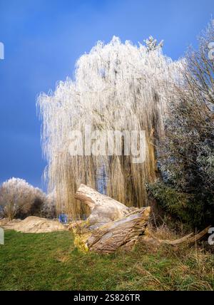 Winterlandschaft mit einer frostbedeckten Trauerweide in Schrobenhausen (Bayern, Deutschland) Stockfoto