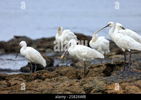 Eine Gruppe von ausgewachsenen Löffeln, Platalea leucorodia in El Cotillo, Fuerteventura, Kanarischen Inseln, aufgenommen im Dezember 2024. Stockfoto