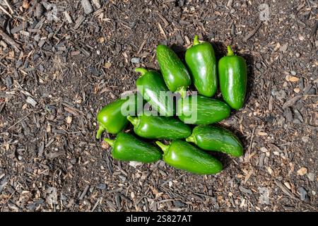 Reife grüne Jalapeno-Paprika, die im Garten geerntet werden Stockfoto