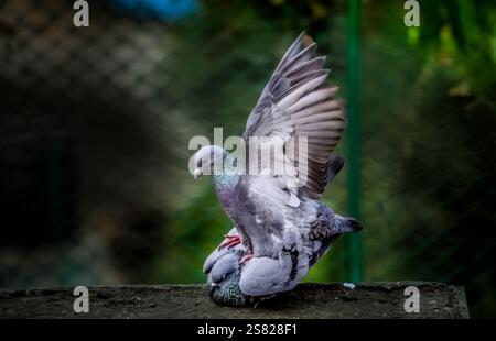 Zwei wilde Tauben sitzen auf einem Dach in einer urbanen Umgebung und zeigen ihr natürliches Verhalten und ihre Anpassungsfähigkeit an das Leben in der Stadt. Stockfoto