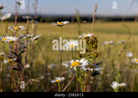 Kamille in der Sommernähe, Kamillenblüten wachsen wie Unkräuter in der Medizin Stockfoto