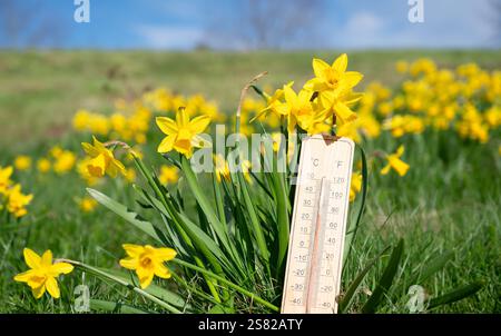 Thermometer with daffodils flowers, blue sky and sun, measure the temperature, weather forecast, sunny day in spring Stockfoto