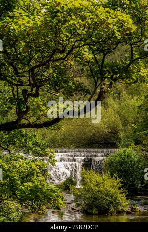 Ein üppiger, hängender Zweig über einem Wasserfall in einem magischen Wald Stockfoto