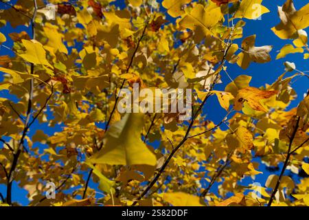 Laub eines Tulpenbaumes bei sonnigem Herbstwetter, eines Tulpenbaumes mit gelblichem Laub während des Blattwolzens Stockfoto