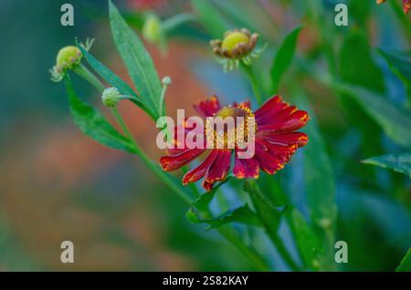 Gewöhnlicher Niesenkraut, Helenium herbstlich, Red Juwel, UK, Sommer. Stockfoto