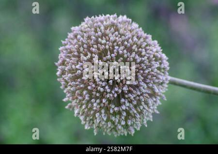 Allium stipitatum „Summer Drummer“; supergroßes allium, spätblühendes allium. UK. Stockfoto