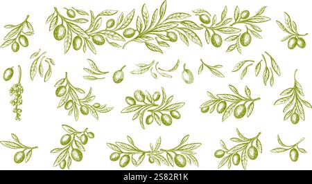 Große Olivenpflanzencharge. Vektortextur Zweig, Gravur Blätter und grüne Ölfrucht. Handgezeichnete Skizze. Mediterrane Küche Stock Vektor