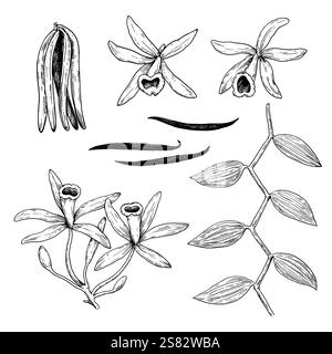 Set aus Vanille-Orchideenblüten, -Stäbchen und -Blättern im Gravurstil. Handgezeichnete Vektorillustration. Stock Vektor