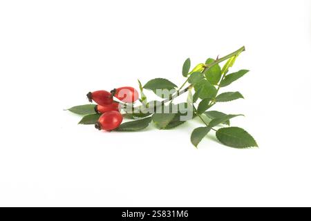 Bild eines grünen Zweigs eines wilden Rosenbusches mit roten Beeren auf weißem Hintergrund. Stockfoto