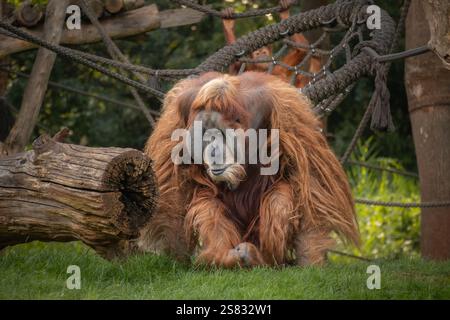 Pelziger Sumatra-Orang-Utan (Pongo Abelii) im Zoo. Kritisch gefährdetes männliches Tier im Zoologischen Garten. Stockfoto