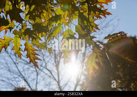 Eichenlaub am Himmel bei sonnigem Wetter, alte Eiche mit gelblichem Laub während des Blatts aus nächster Nähe, Sonnenlicht Stockfoto