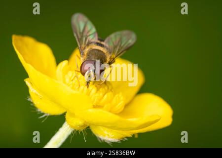 Makrofoto von Hoverfly auf gelber Blume Stockfoto