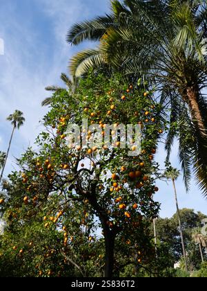 Orangenbaum mit Reifen Orangen im Garten des maurischen Königspalastes Real Alcazar de Sevilla Andalusien Spanien Stockfoto