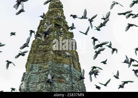 Starlinge, die sich auf dem alten Stein der schönen Whitby Abbey tummeln. Die Vögel fügen dem harten und kalten Stein einen bewegenden Strom hinzu. Brdwatching. Stockfoto